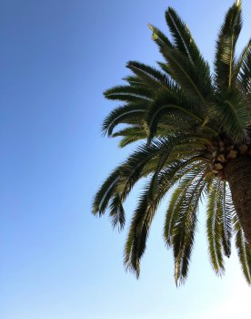 palmtree calpe