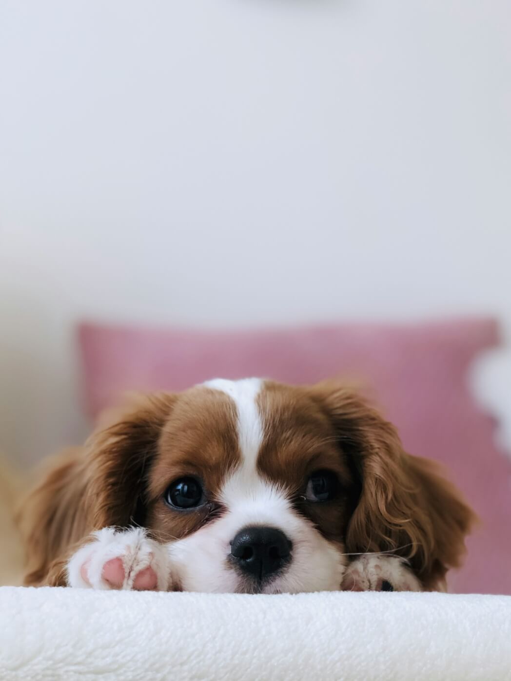 Een online puppycursus aanschaffen? Dit zijn de voordelen