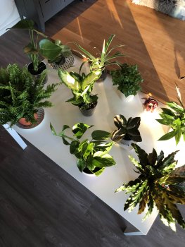 goedkope kamerplanten van plantje.nl