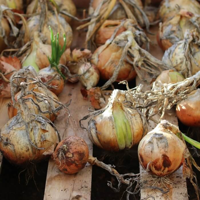 Creatief met restjes: heerlijke recepten en ideeën